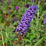 buddleja davidii empire blue albero delle farfalle 1