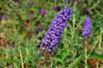 buddleja davidii empire blue albero delle farfalle 1