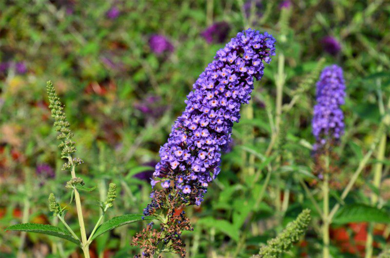 buddleja davidii empire blue albero delle farfalle 1 buddleja davidii empire blue albero delle farfalle 1