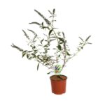 buddleja davidii empire blue albero delle farfalle
