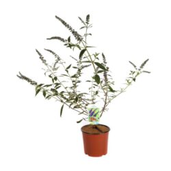 buddleja davidii empire blue albero delle farfalle