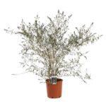 buddleja davidii empire blue albero delle farfalle 3