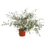 buddleja davidii nanho blue albero delle farfalle 1