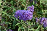 buddleja davidii nanho blue albero delle farfalle 2