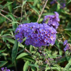 buddleja davidii nanho blue albero delle farfalle 2
