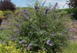 buddleja davidii nanho blue albero delle farfalle 4