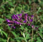 buddleja davidii nanho purple albero delle farfalle 1