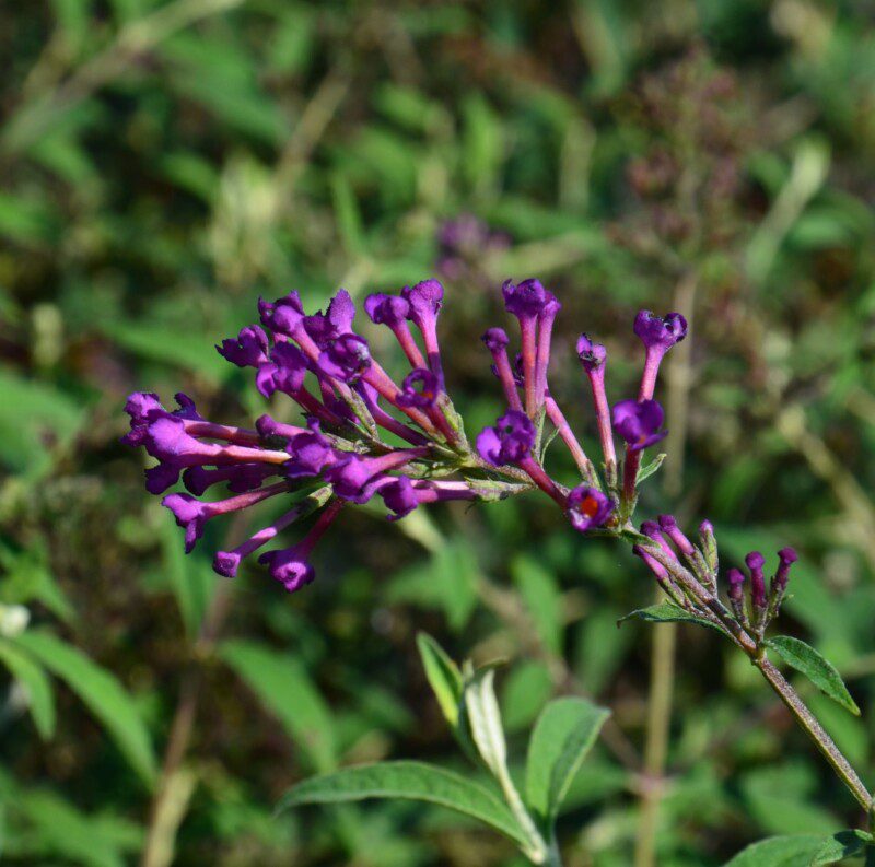 buddleja davidii nanho purple albero delle farfalle 1 buddleja davidii nanho purple albero delle farfalle 1