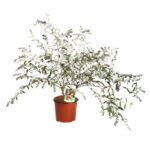 buddleja davidii nanho purple albero delle farfalle