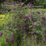 buddleja davidii nanho purple albero delle farfalle 3