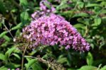buddleja davidii pink delight albero delle farfalle