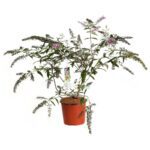 buddleja davidii pink delight albero delle farfalle 2