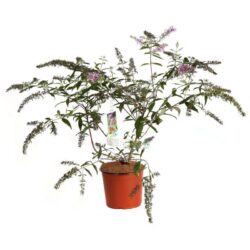 buddleja davidii pink delight albero delle farfalle 2