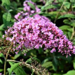buddleja davidii pink delight albero delle farfalle