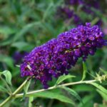 buddleja davidii royal red albero delle farfalle