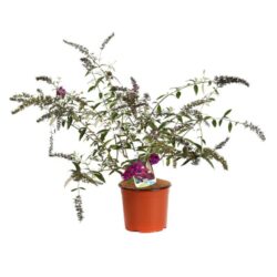 buddleja davidii royal red albero delle farfalle 2