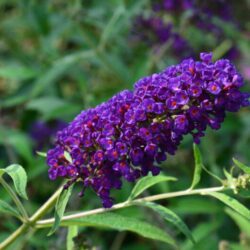 buddleja davidii royal red albero delle farfalle