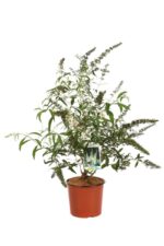 buddleja davidii white profusion albero delle farfalle 1