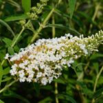 buddleja davidii white profusion albero delle farfalle 2