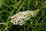 buddleja davidii white profusion albero delle farfalle 2