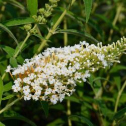 buddleja davidii white profusion albero delle farfalle 2