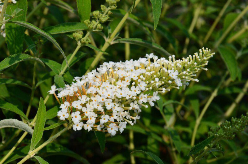 buddleja davidii white profusion albero delle farfalle 2 buddleja davidii white profusion albero delle farfalle 2