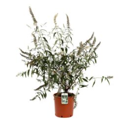 buddleja davidii white profusion albero delle farfalle