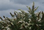 buddleja davidii white profusion albero delle farfalle 4
