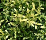 buxus microphylla herrenhausen bosso 1