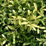 buxus microphylla herrenhausen bosso 1
