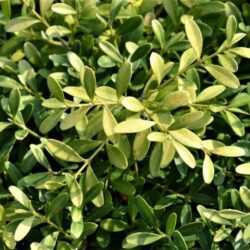buxus microphylla herrenhausen bosso 1