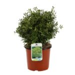 buxus microphylla herrenhausen bosso