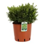 buxus microphylla herrenhausen bosso 3