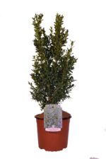 buxus sempervirens arborescens bosso 1