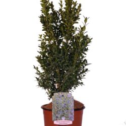 buxus sempervirens arborescens bosso 1