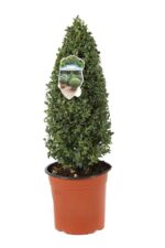 buxus sempervirens arborescens bosso
