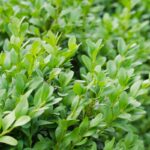 buxus sempervirens arborescens bosso 2