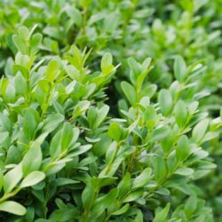 buxus sempervirens arborescens bosso 2