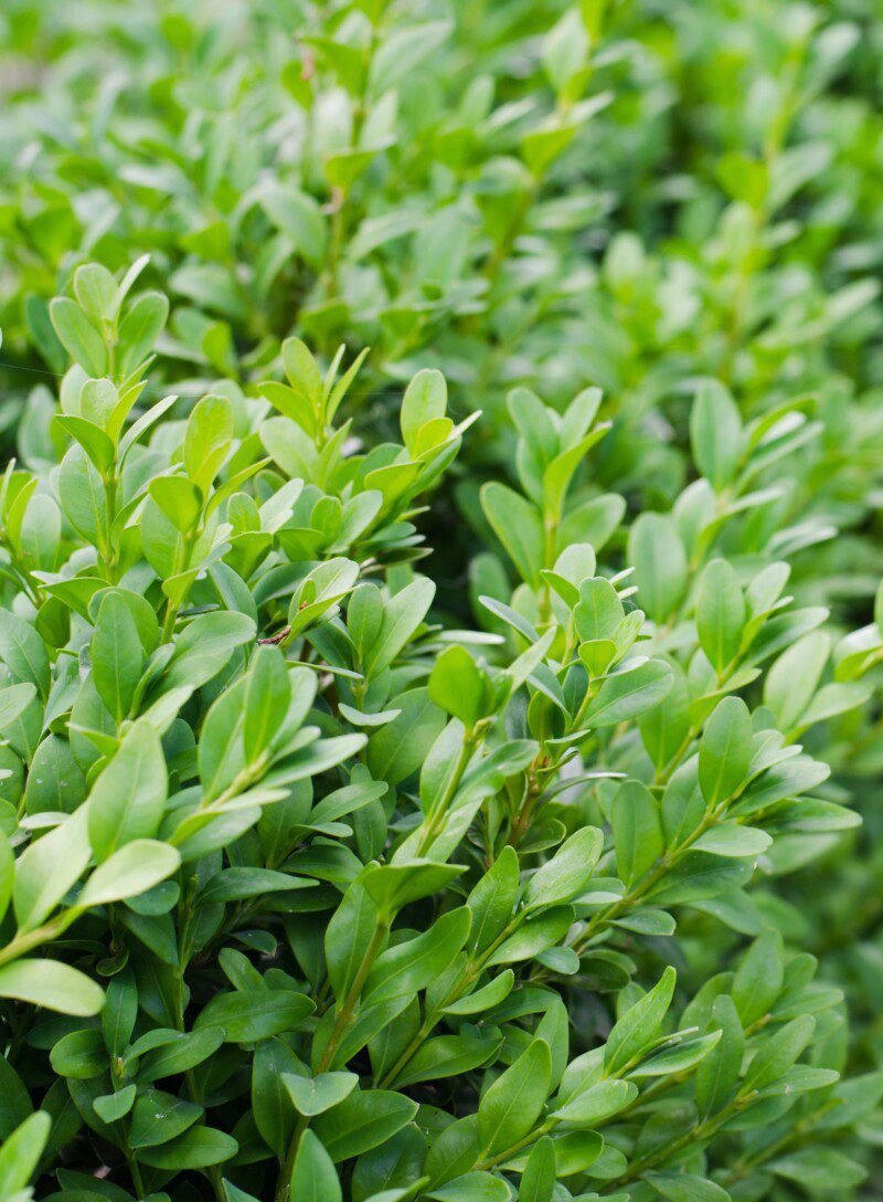 buxus sempervirens arborescens bosso 2 buxus sempervirens arborescens bosso 2