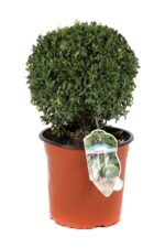 buxus sempervirens arborescens bosso 4