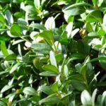 buxus sempervirens bosso