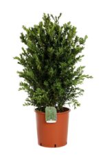 buxus sempervirens bosso 2