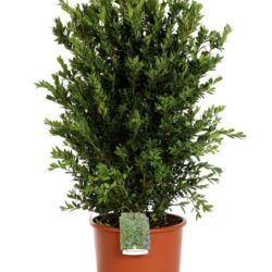 buxus sempervirens bosso 2