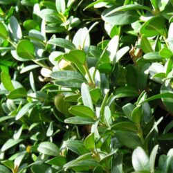 buxus sempervirens bosso