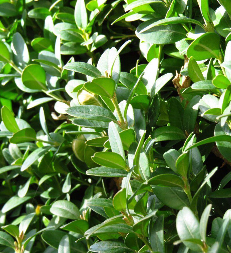 buxus sempervirens bosso buxus sempervirens bosso