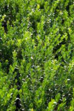 buxus sempervirens faulkner bosso 1