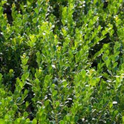 buxus sempervirens faulkner bosso 1