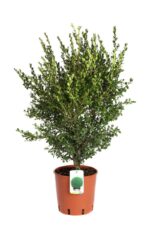 buxus sempervirens faulkner bosso