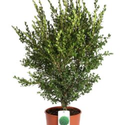 buxus sempervirens faulkner bosso