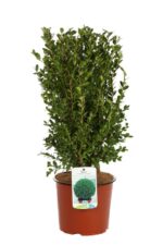 buxus sempervirens faulkner bosso 3